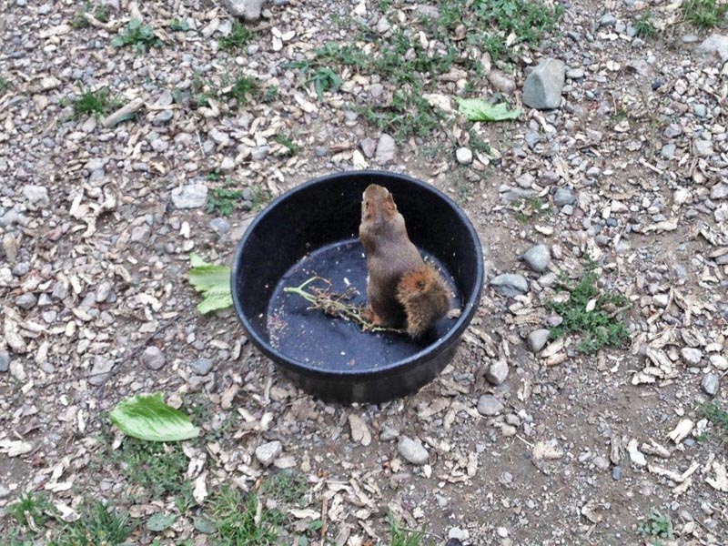Red Squirrel in bear pen