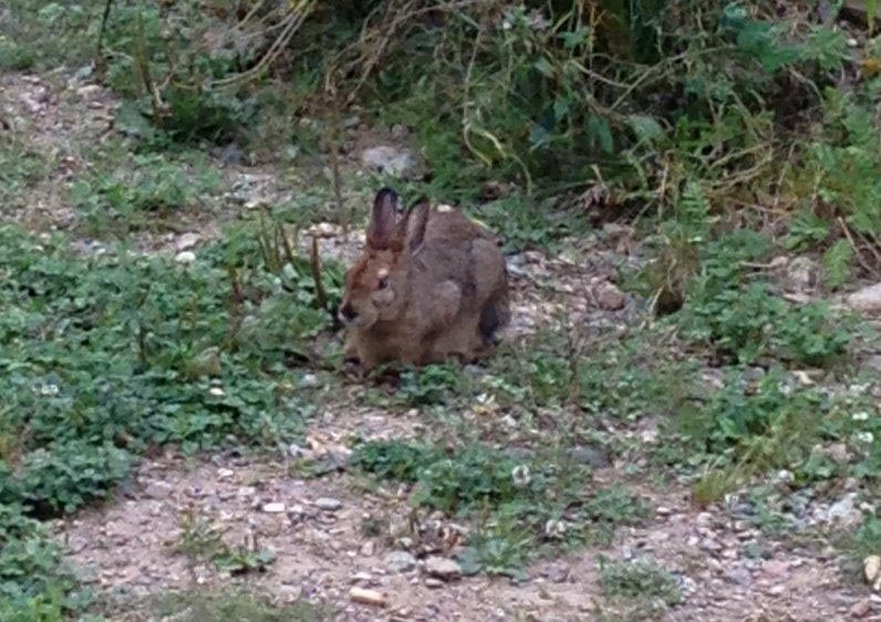 Snowshoe Hare in pen
