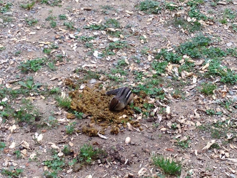 Chipmunk eating nuts in scat