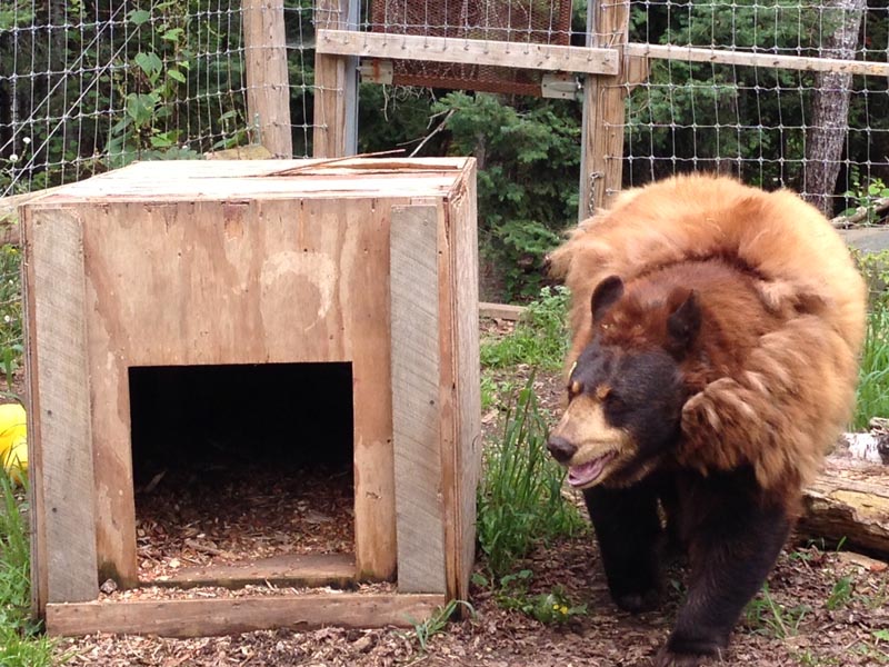 Honey in Holly's den