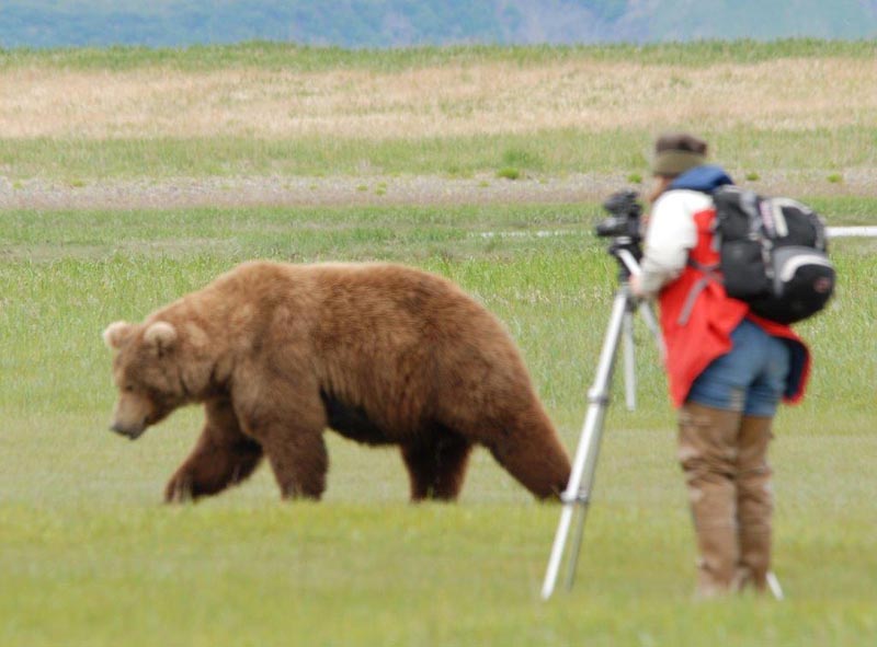 A brown bear ignoring a bear viewer