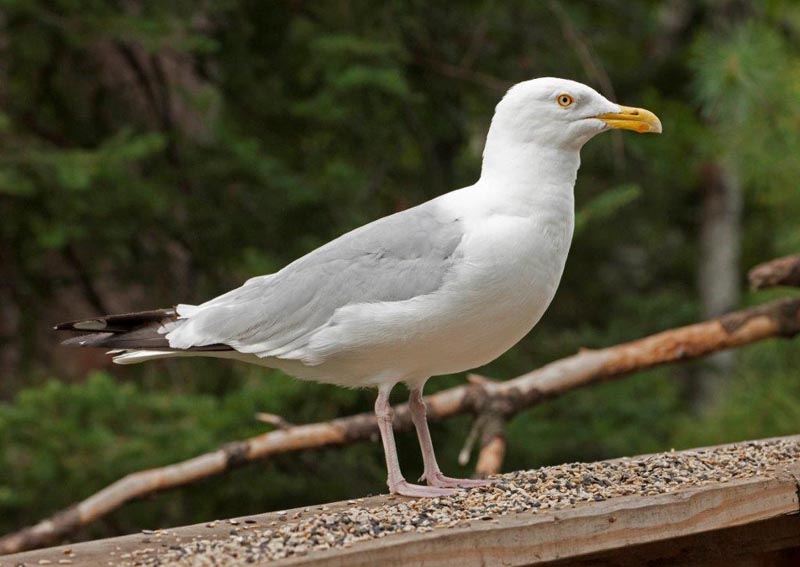 Herring Gull