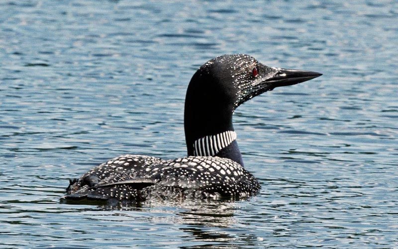 Common Loon