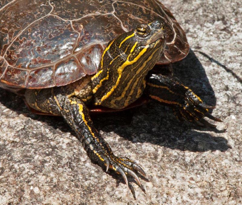 Painted Turtle