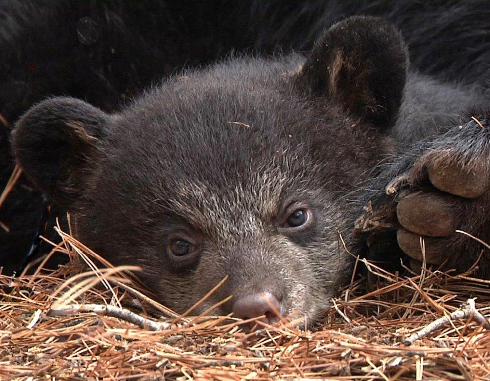 Precious Hope - 2010