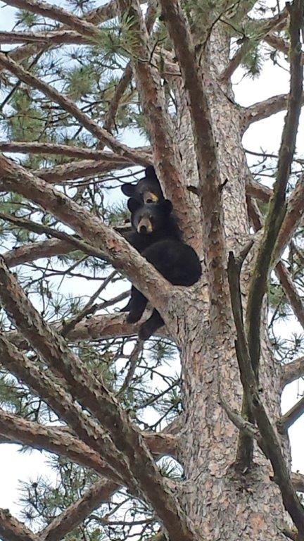 New Mom's cubs in tree
