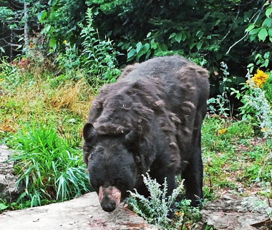 Ted's fur in transition