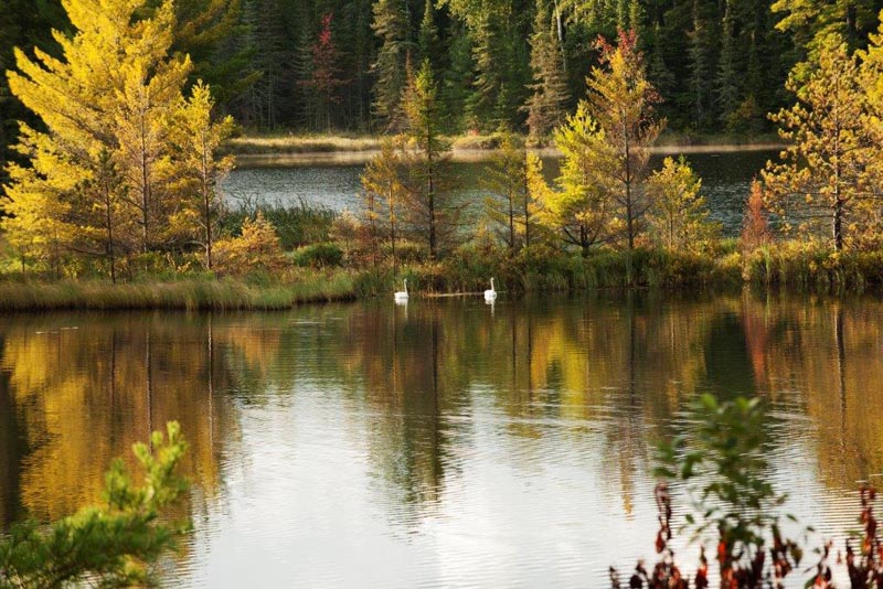 Trumpeter Swans at Deadman Lake