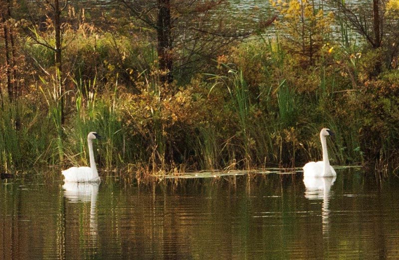 Trumpeter Swans at Deadman Lake
