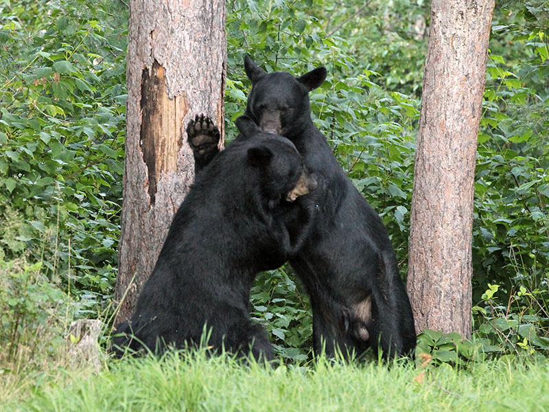 Guy and Ty playing - August 10, 2013