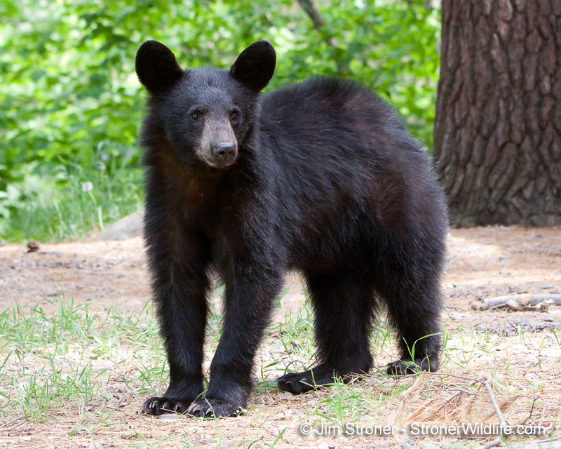 Ty as a young bear - May 3, 2010