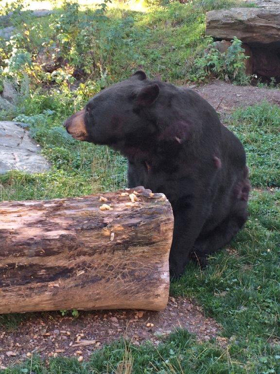 Teds fur getting sleeker