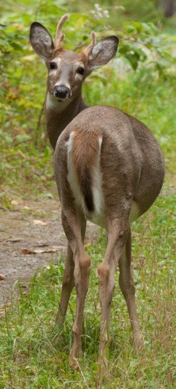 Yearling Buck