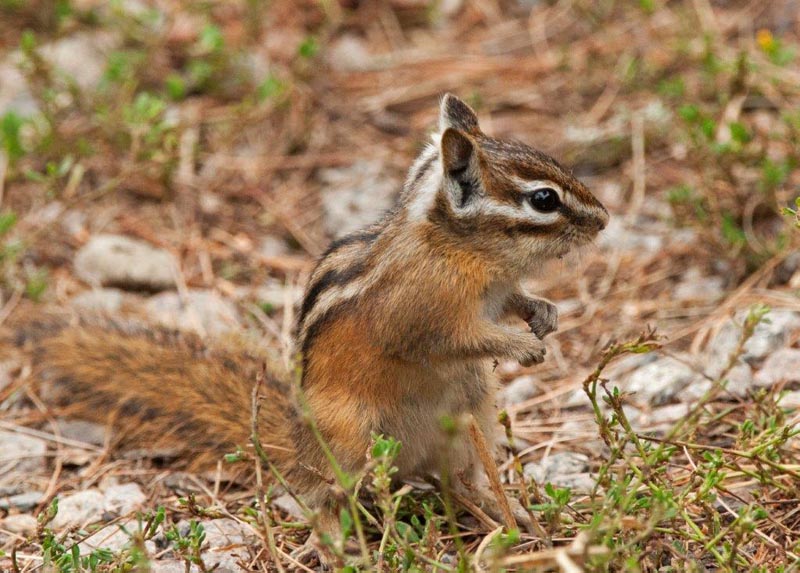 Least Chipmunk