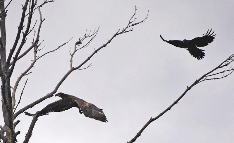 Eagle vs Raven