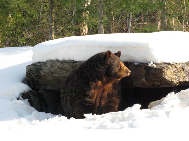 Honey emerging from den in 2009