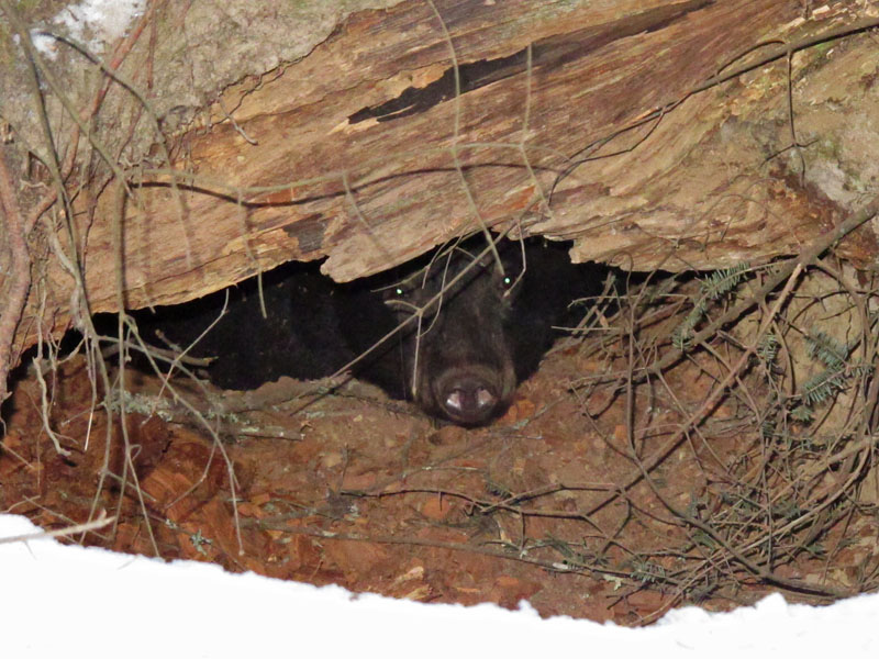 Jewel in her den December 27, 2011