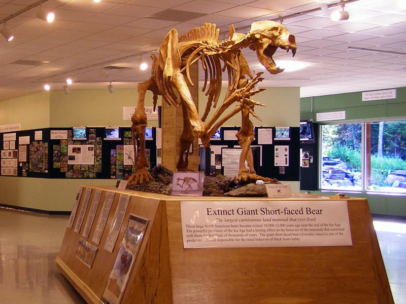 Example of exhibits Randy builds