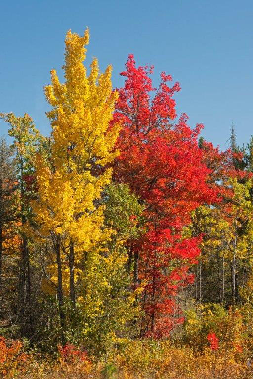 Red and Yellow Maple