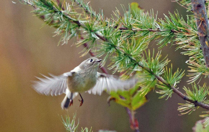 Palm warbler hovering
