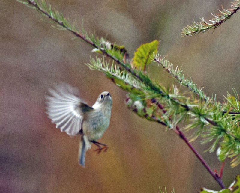 Palm warbler