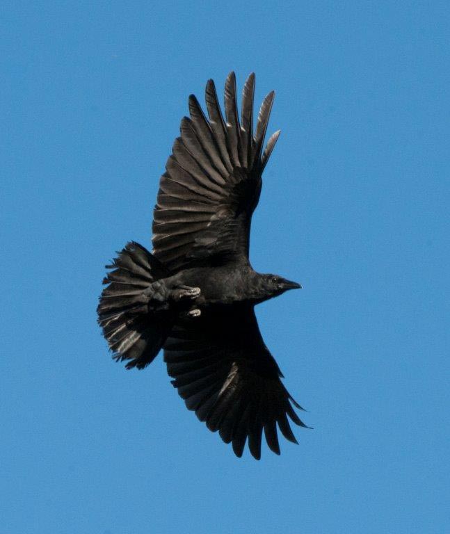 American Crow