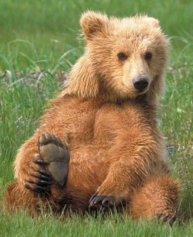 Grizzly Cub Showing Foot