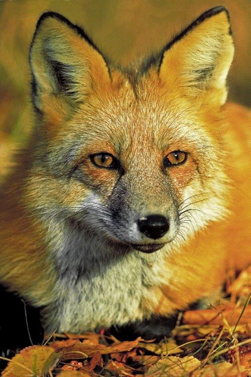 Red Fox