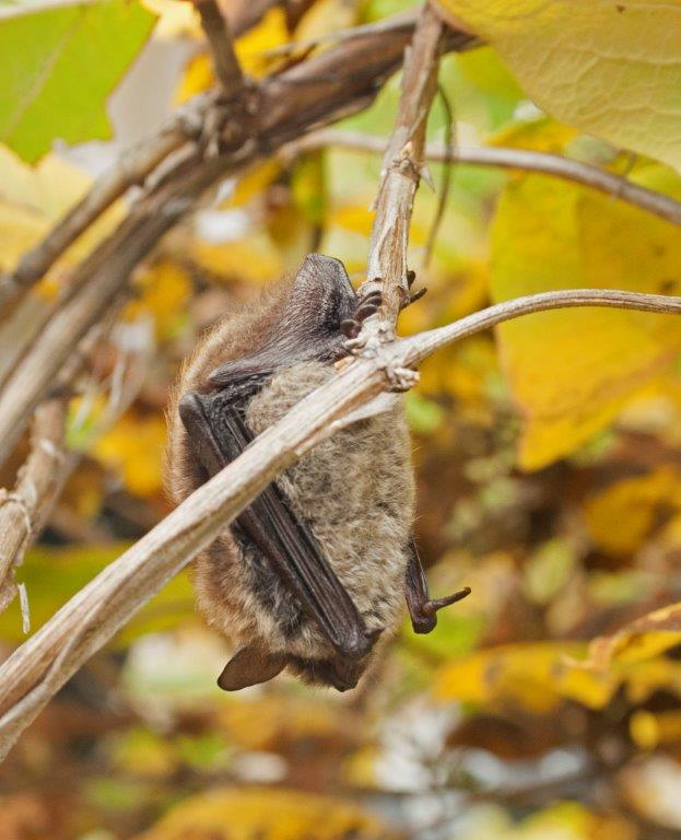 Little brown bat - 9.28.14