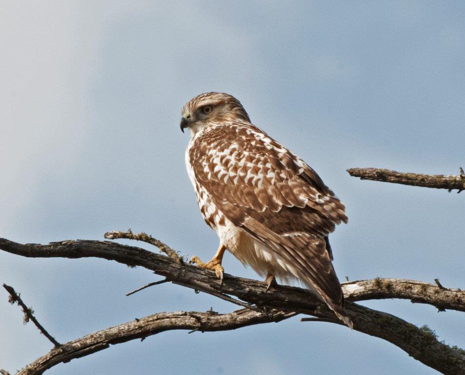 Red-tailed Hawk - 9.28.14
