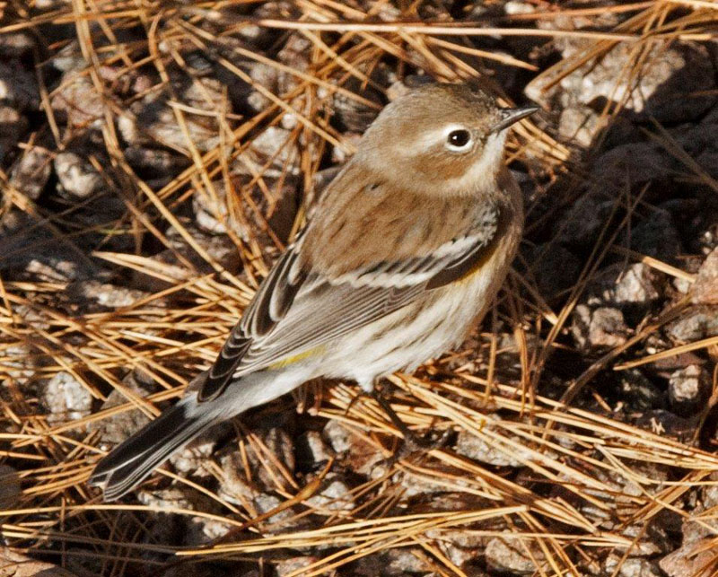 Yellow-rumped Warbler