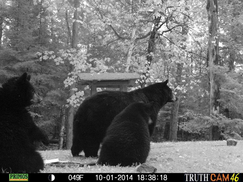 RC and her cubs- 10-1-14