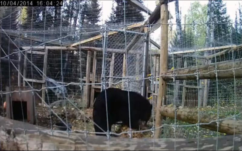 Lucky raking straw into Holly's den