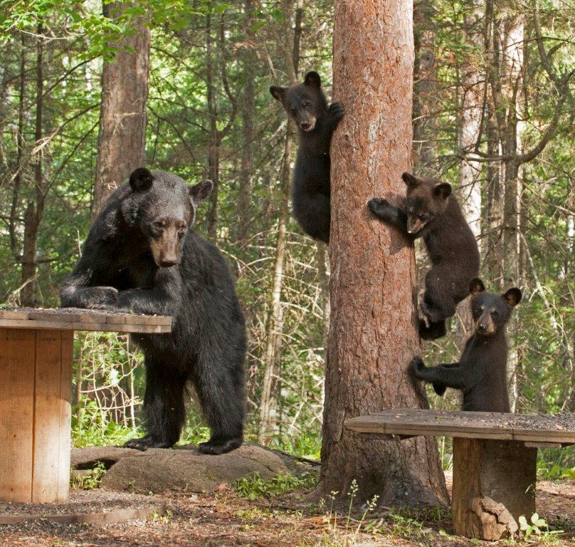 Jewel and her cubs - 7-2-14