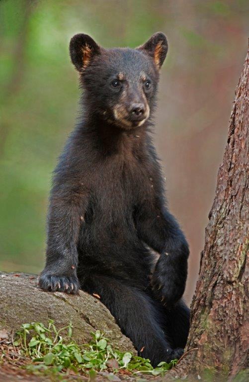 Jewel's cub - 7-2-14