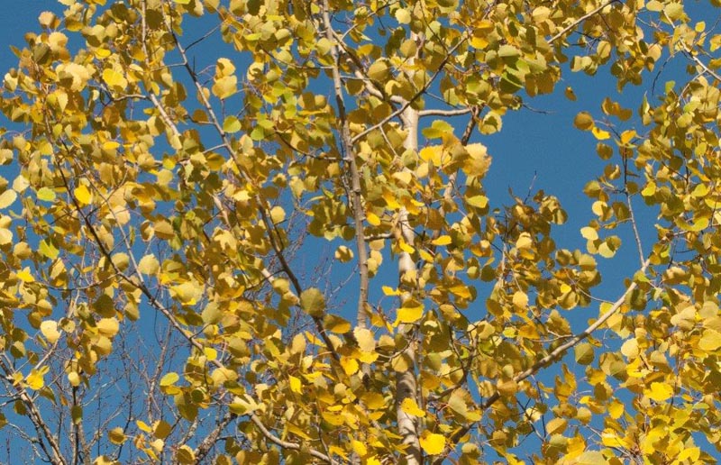 Big-toothed aspen
