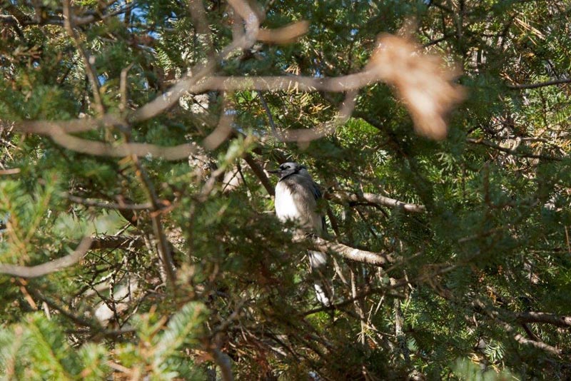Blue jay in balsam