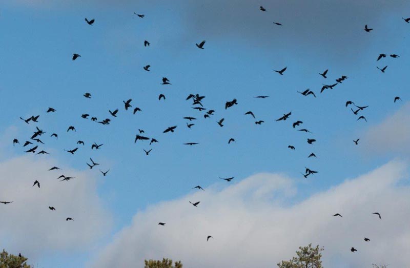 Crows flying over Woods Lake