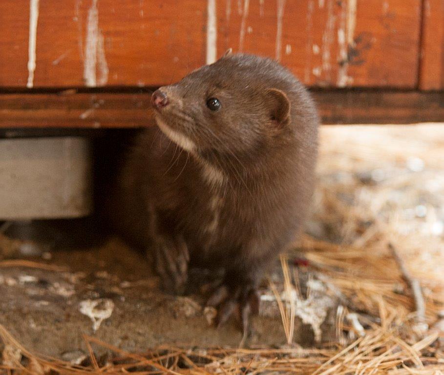Mink at the WRI