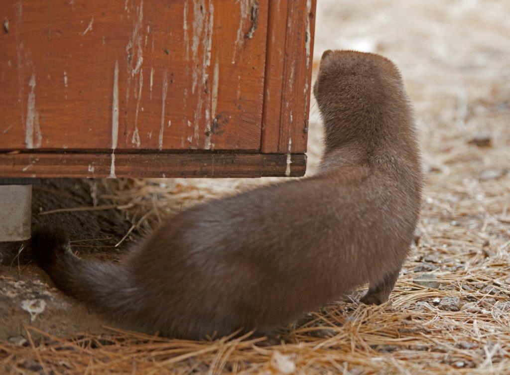Mink at the WRI