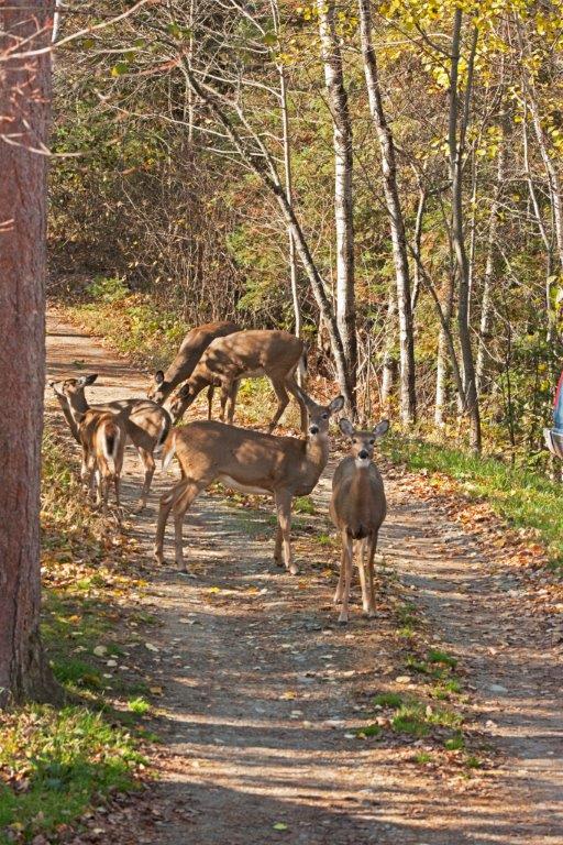 Deer in driveway