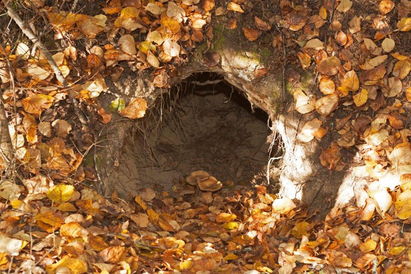 Jewel's 2012/2013 Den