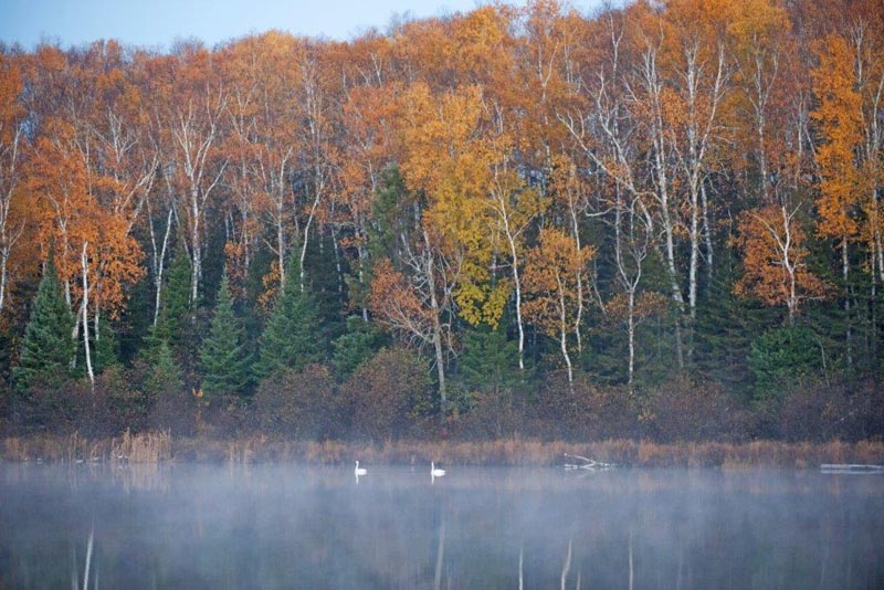 Trumpeter Swans on Robinson Lake