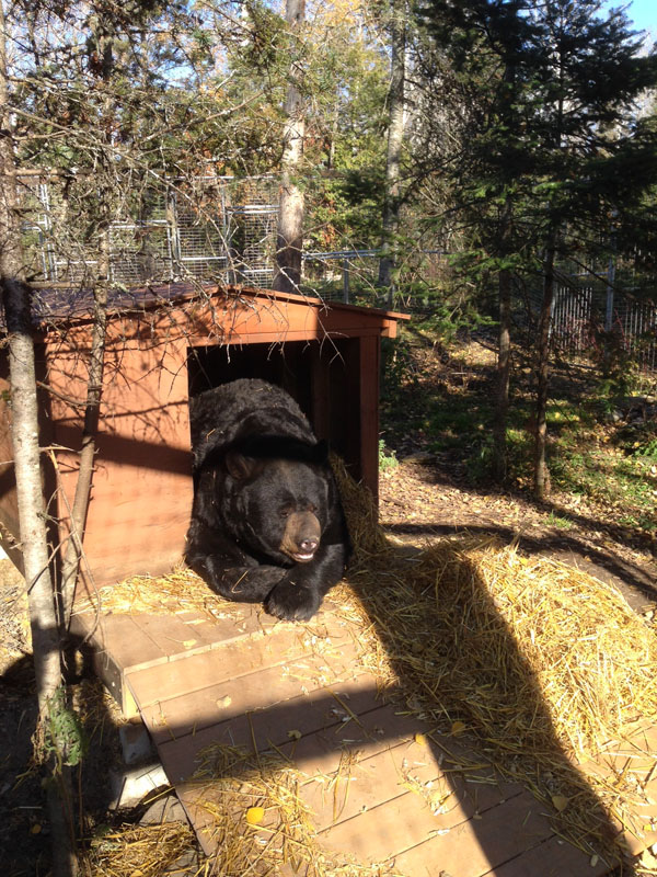 Ted lounging by his den