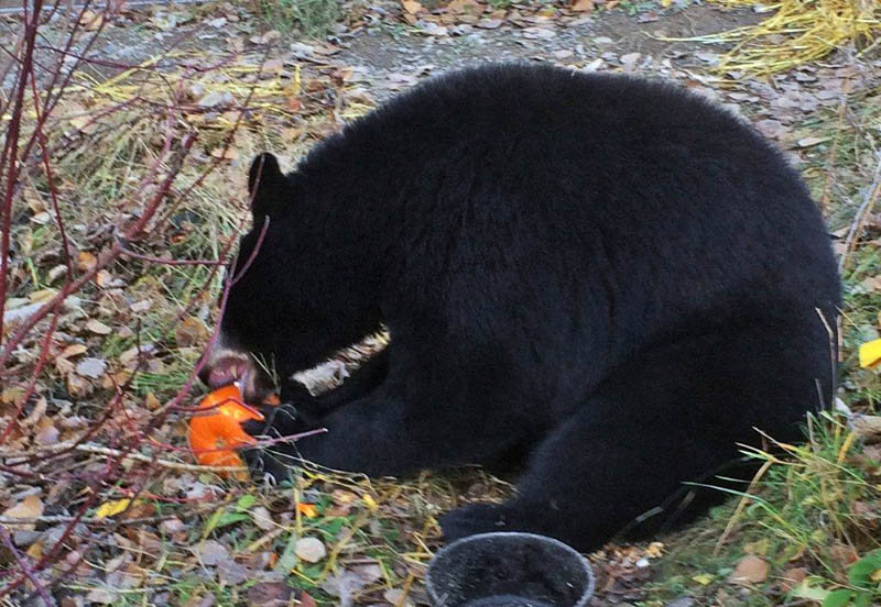 Holly eating a pumpkin