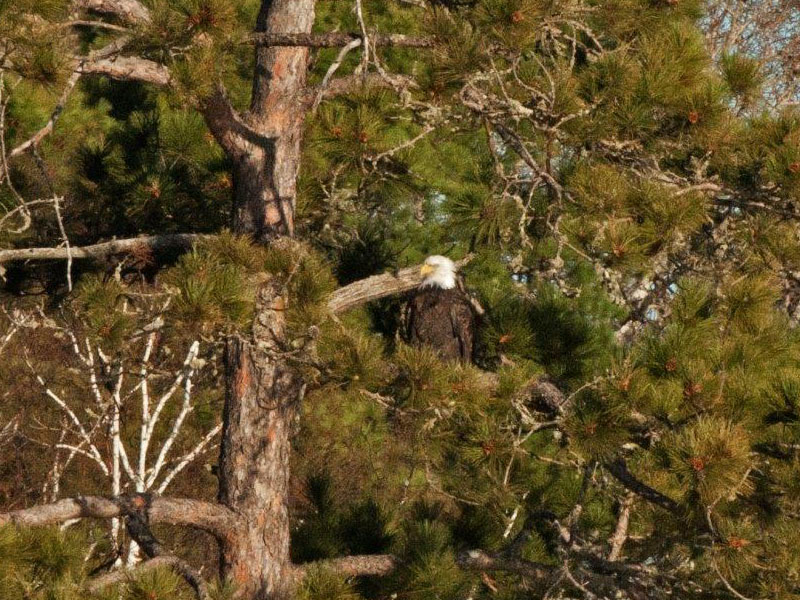Eagle near Woods Lake