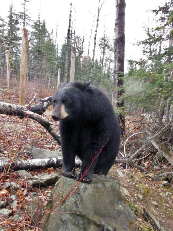 Holly Bear