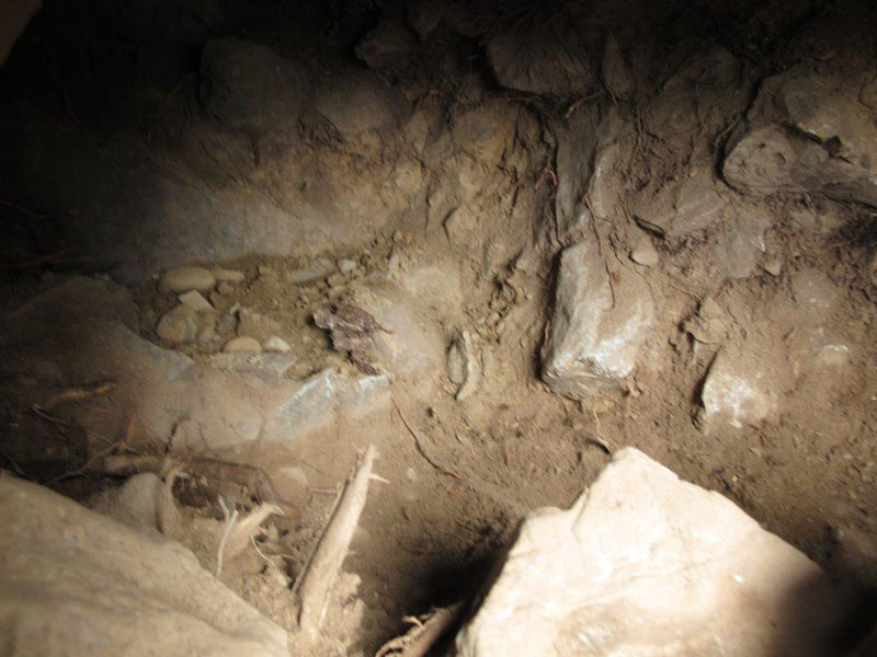 Inside the dug den
