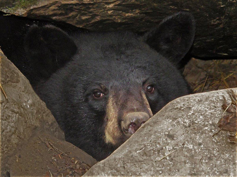 Holly looking out her den