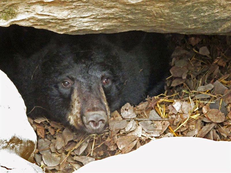 Holly in her den